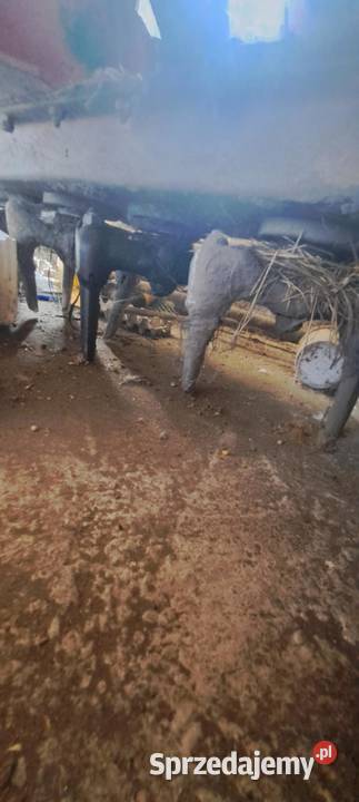 Brona wirnikowa lely nieuszkodzony Brony Rząśnia