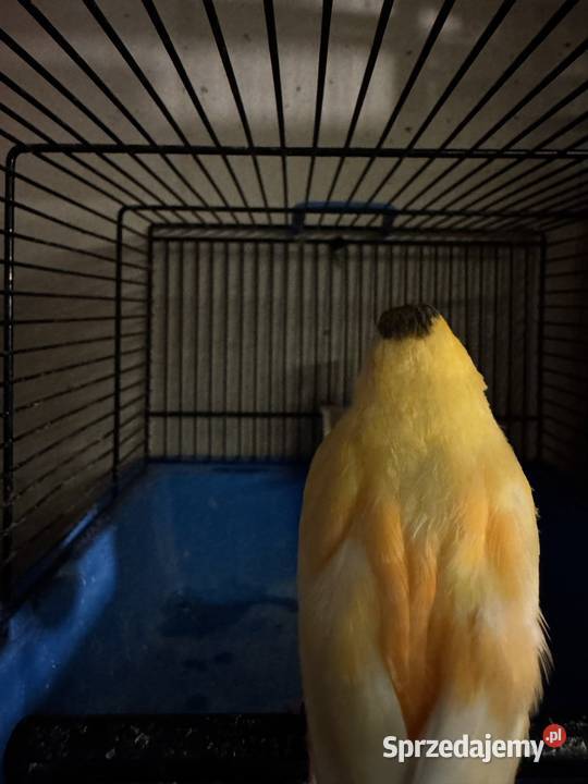 Para Kanarków i młody czyżyk Cianowice