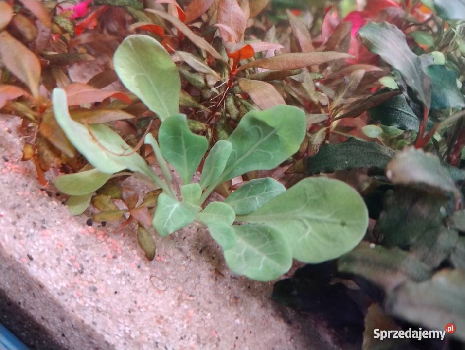 Rośliny do akwarium Bucefalandra Reinecki Kielce