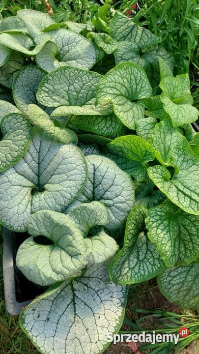 Byliny lubelskie Jaszczów-Kolonia