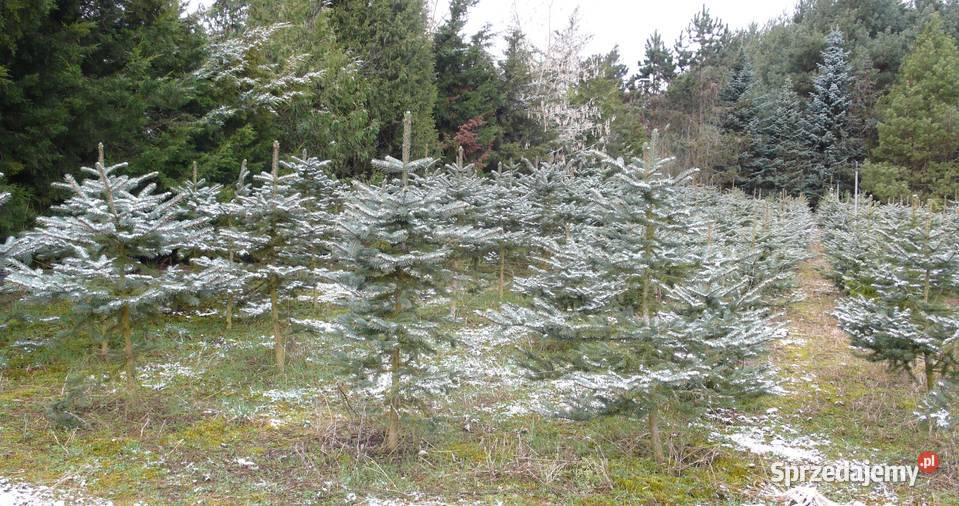 Choinki świerk jodłaGłębocko 20 gm Murowana Głębocko