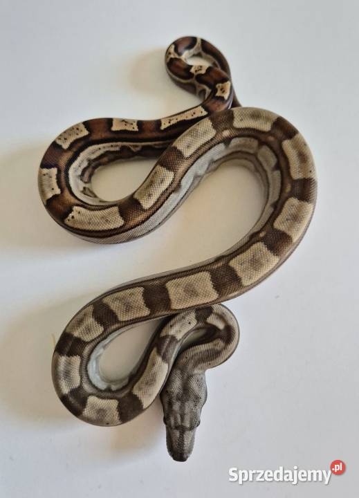 4 boa cesarski cb25 samica Gady i płazy Chrzanów