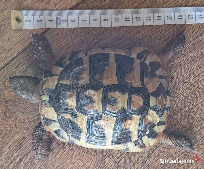 Sprzedam żołwia greckiego 4 letni paszport Myślenice