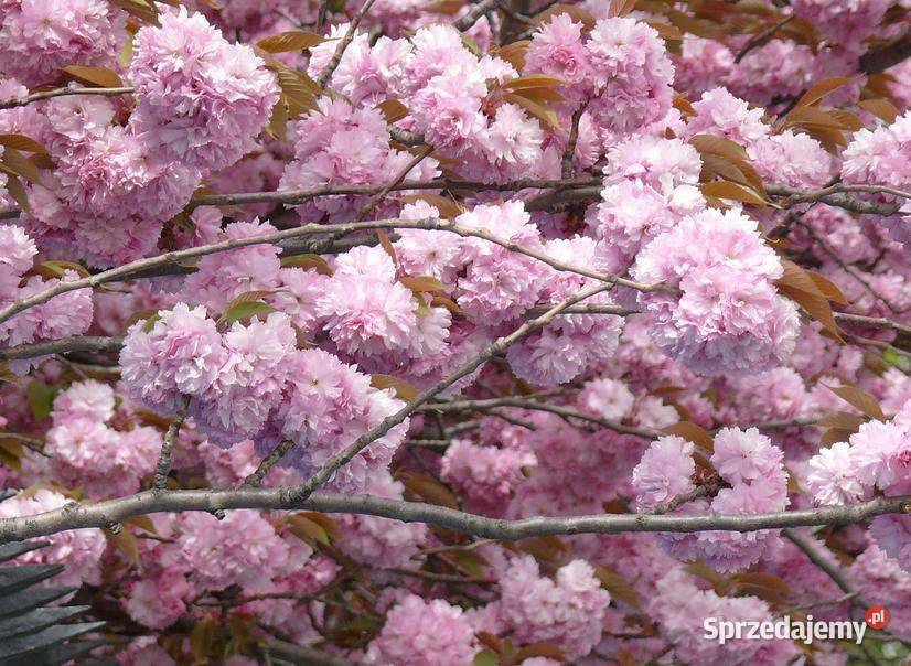drzewa liściaste nasadzenia zastępcze solitery Łódź