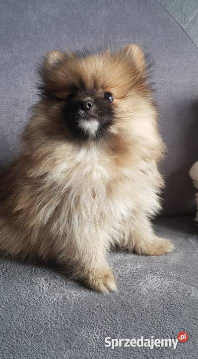 Pomeranian szpic miniaturowy typ BOO Łagów