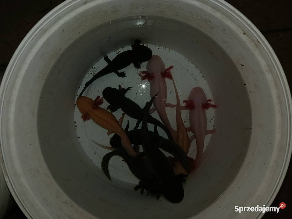 Asolotii Meksykański możliwość dostawy dopłata Poznań