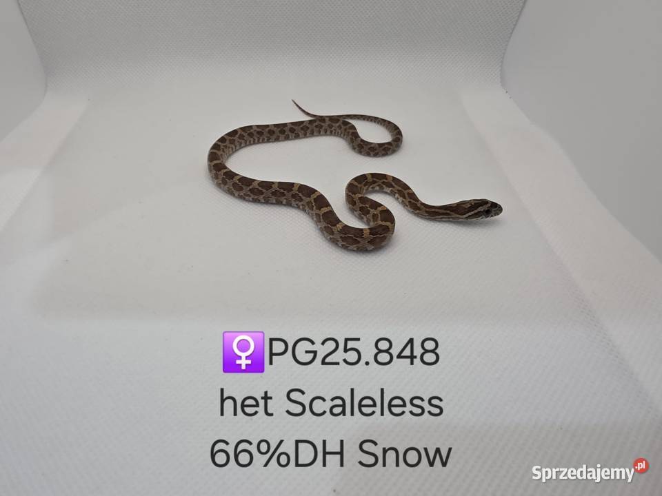 Wąż zbożowy samce i samice Zawiercie