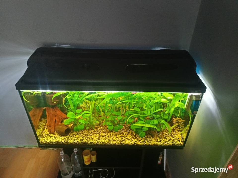 akwarium kompletne Czeladź