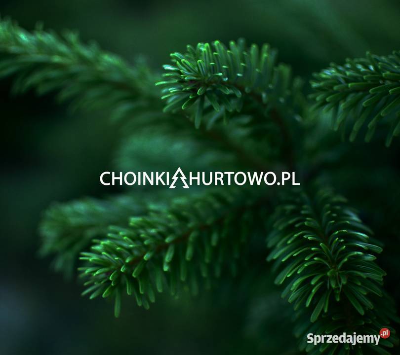 Jodła kaukaska CHOINKI 80300 Stała NISKA I klasa Osieczna sprzedam