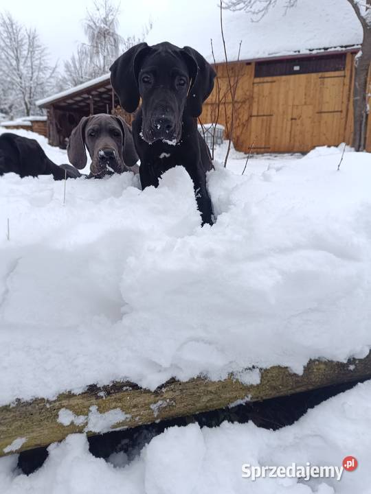 Dog niemiecki małopolskie Słopnice