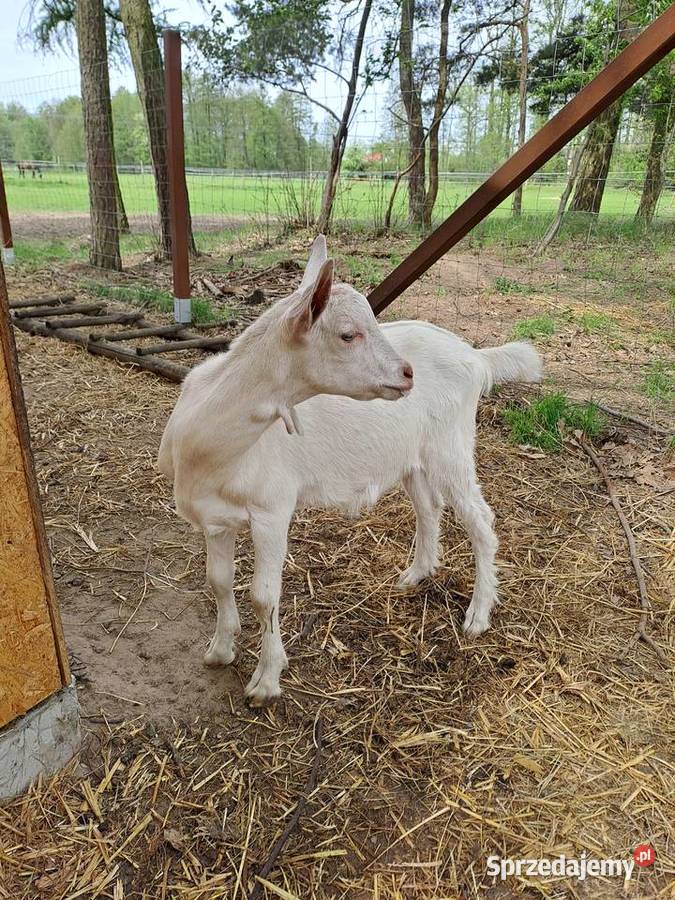 Sprzedam koziołki i kózki Nowy Kawęczyn