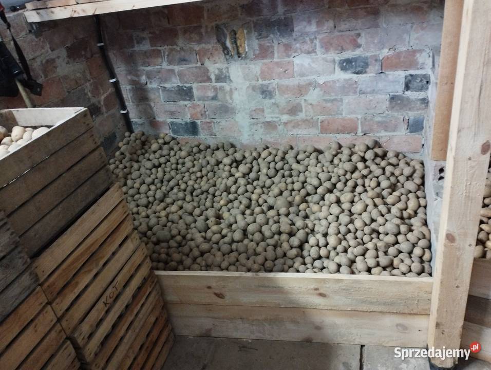 Ziemniaki pastewne Nienadówka