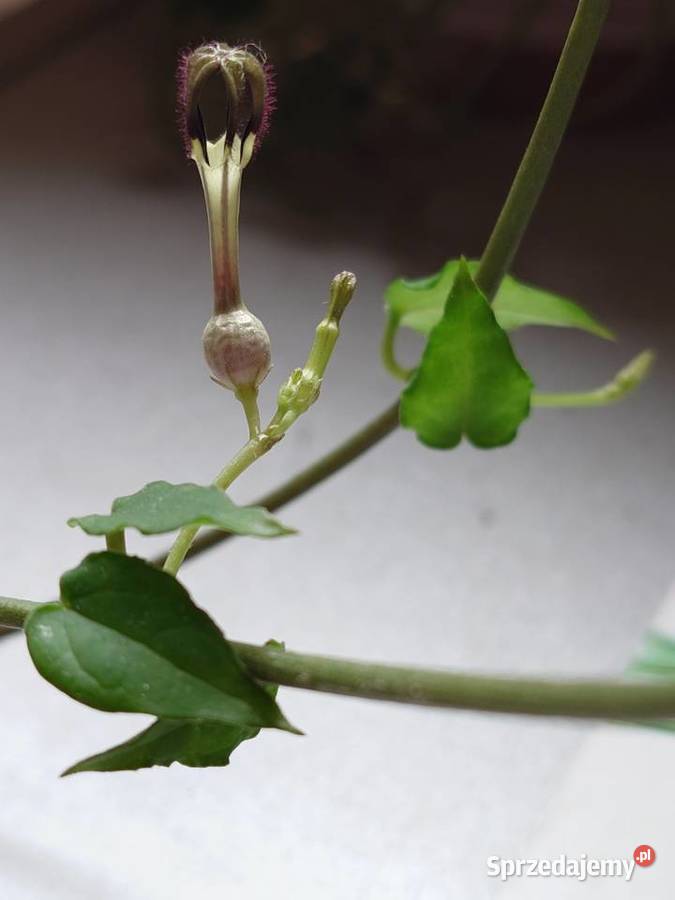 Ceropegia oryginalna odmiana sukulent roślina