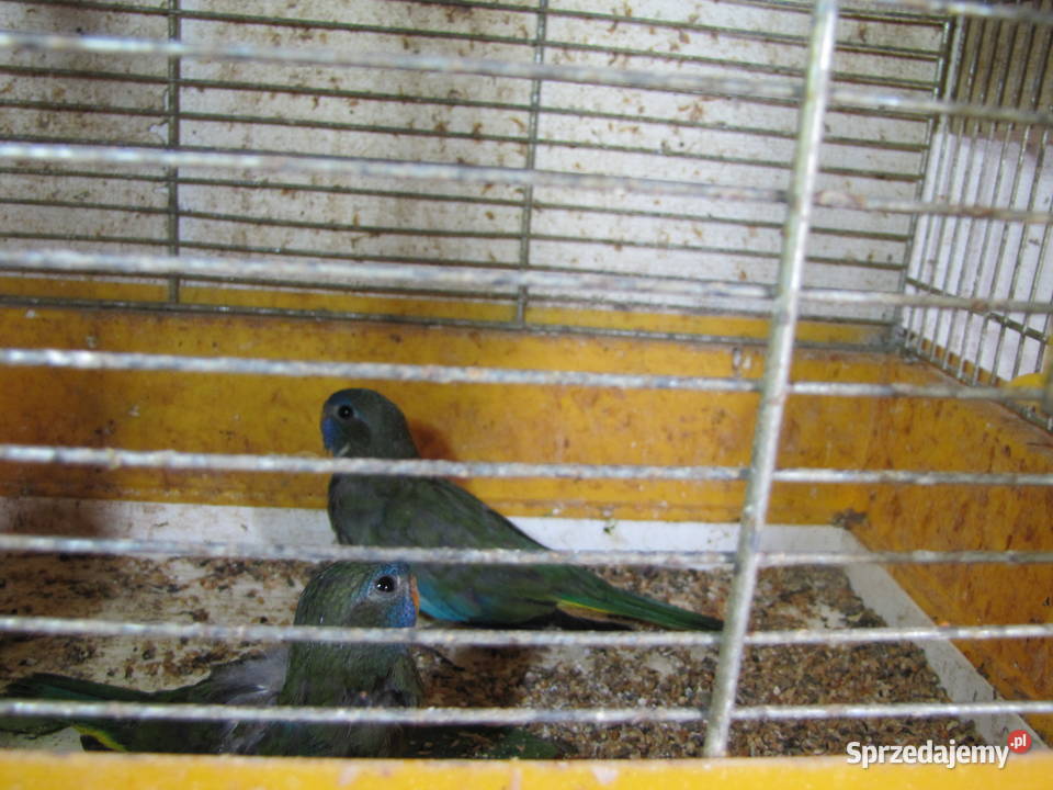 Łąkówki wspaniałe