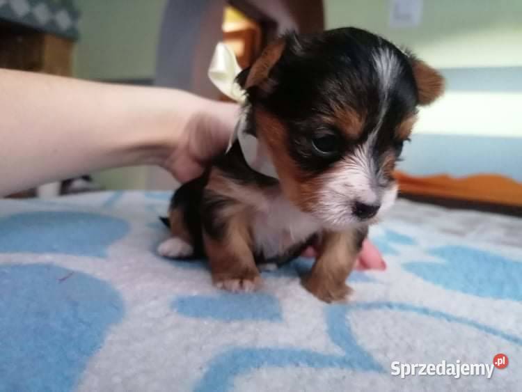 York shire terrier biewer carrier szczenięta sprzedam