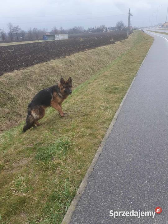 sprzedam szczeniaki Przemyśl