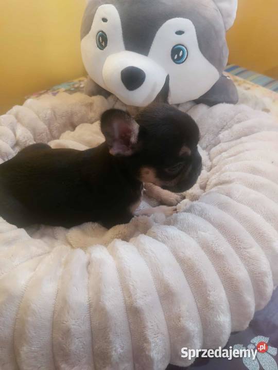 Suczki buldog francuski Buldog Płońsk