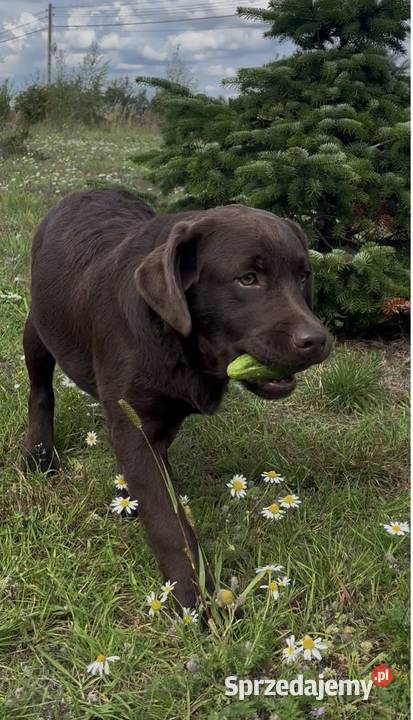 Labrador Czekoladowy szczenię sprzedam