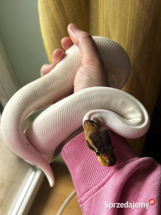 pyton królewski black pastel piebald bp pied Kraków