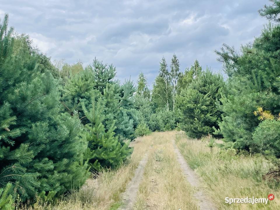 Działka rolnobudowlna 157ha każdego ranczo 53m Lipiny