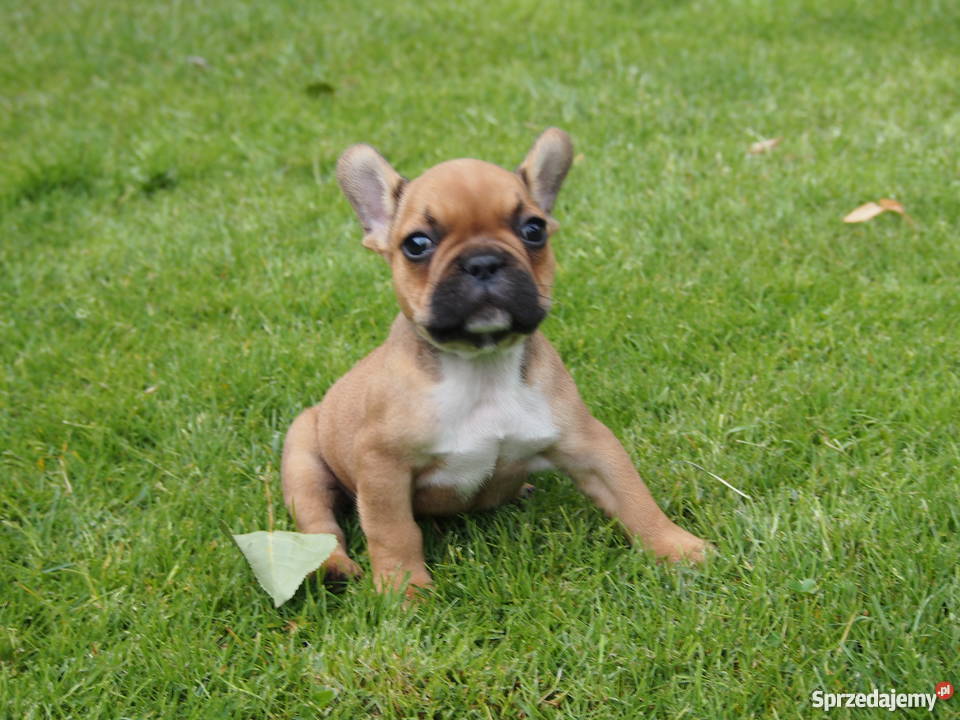 Buldog Francuski Skierniewice