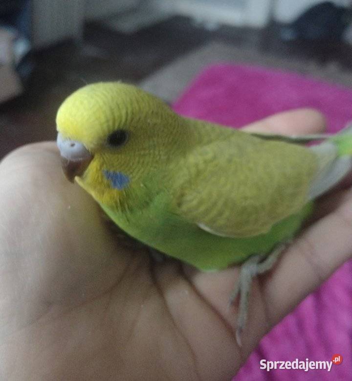 Papużka falista oswojona z klatką nowąkarma duża