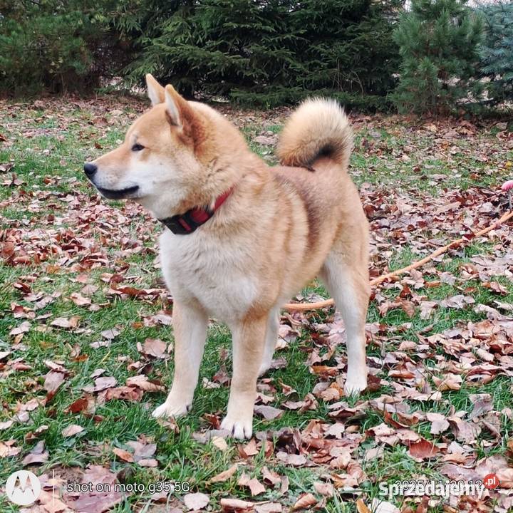 Shiba trzy pieski i suczka wszystkie czerwone Bychawka Trzecia