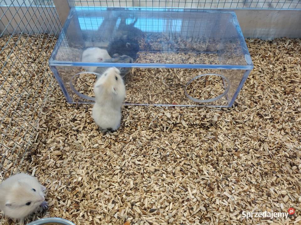 Chomik dżungarski Jastrzębie-Zdrój