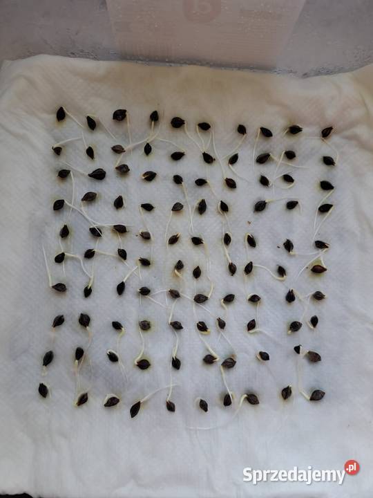 Gryka nasiona miododajna ekologiczna gotowa do Pszczelarstwo Garwolin sprzedam