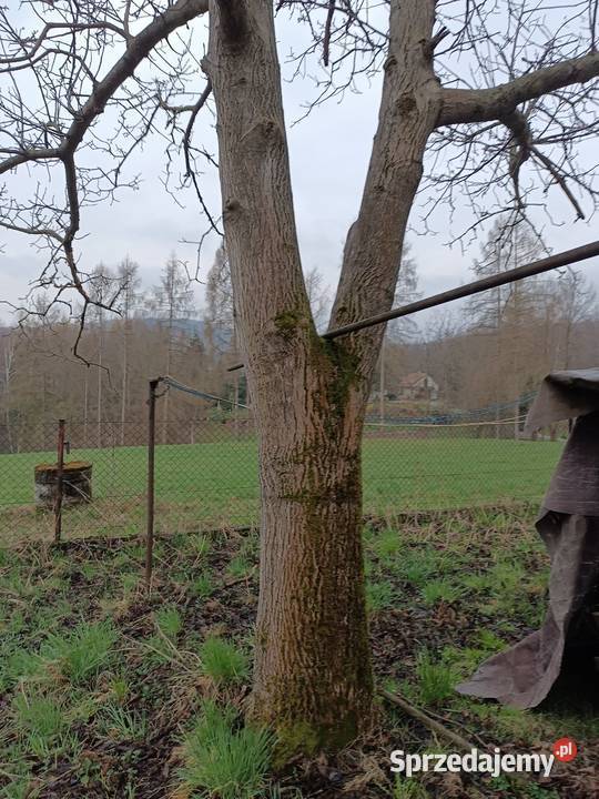 Drzewo orzech wloski Pleśna