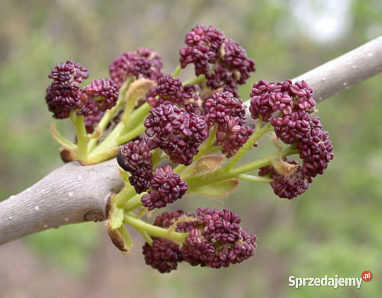 JESION CZARNY Fraxinus sadzonki w doniczkach Ustronie