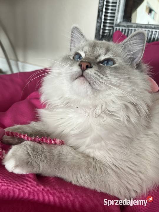 Kocurek ragdoll Kalisz sprzedam