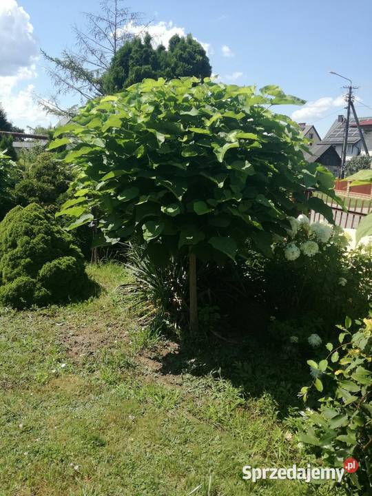 catalpa katalpa surmia nana szczepiona kula na Puławy