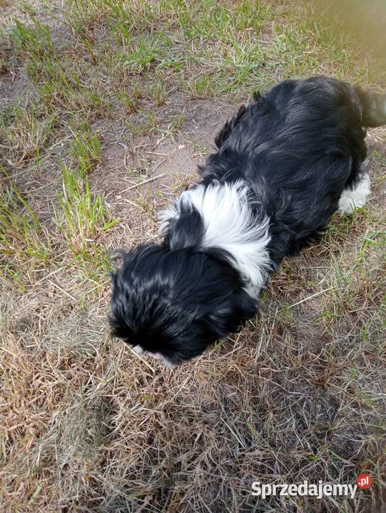 Shih tzu suczka Zwierzęta Dobiejewo