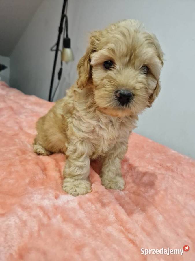Cockapoo szczeniaki cockapoo Sandomierz
