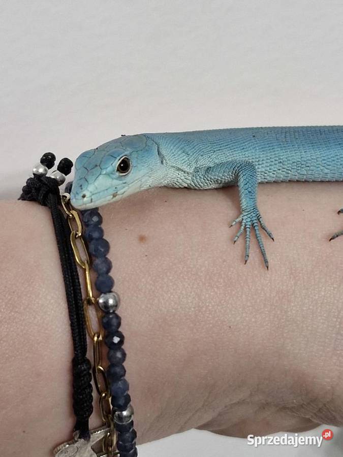 Gastropholis Prasina Blue Niebieskie Oława