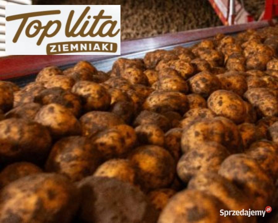 Mieszanka poplonowa Top Vita ziemniaki pod Nakło nad Notecią