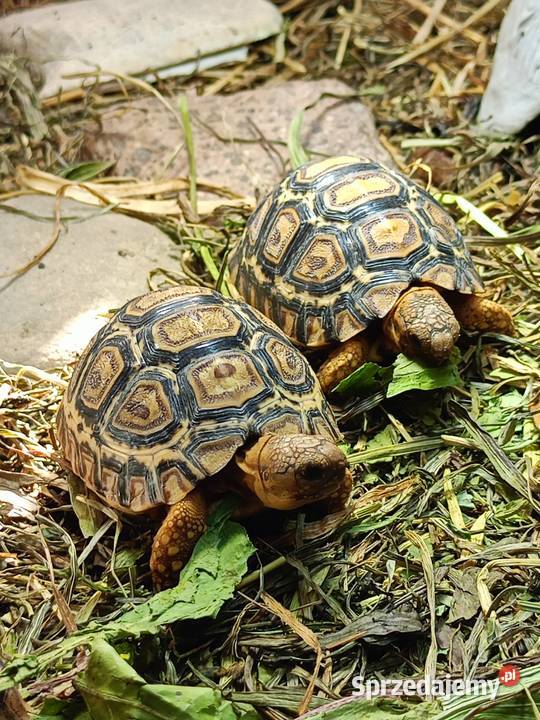 żółw lądowy żółw lamparci żółwie Białystok sprzedam