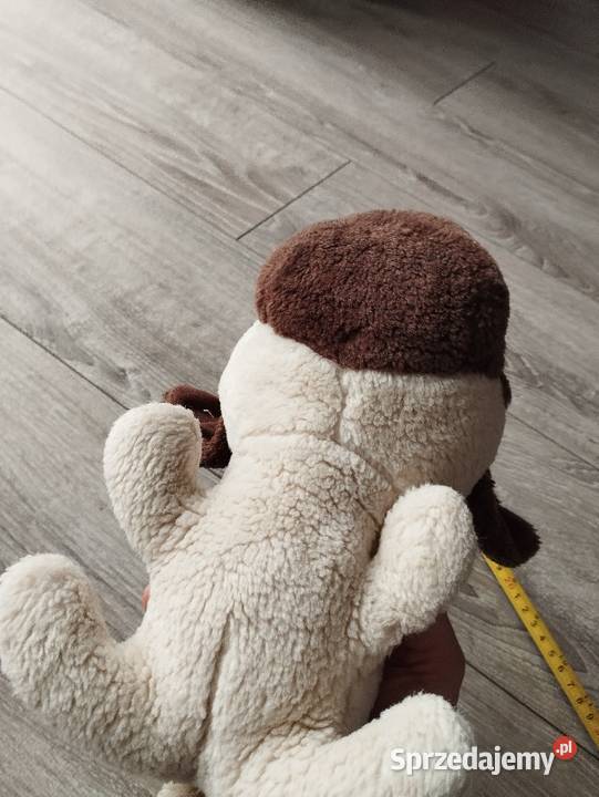 pies pluszak maskotka kolejny wielkopolskie Poznań