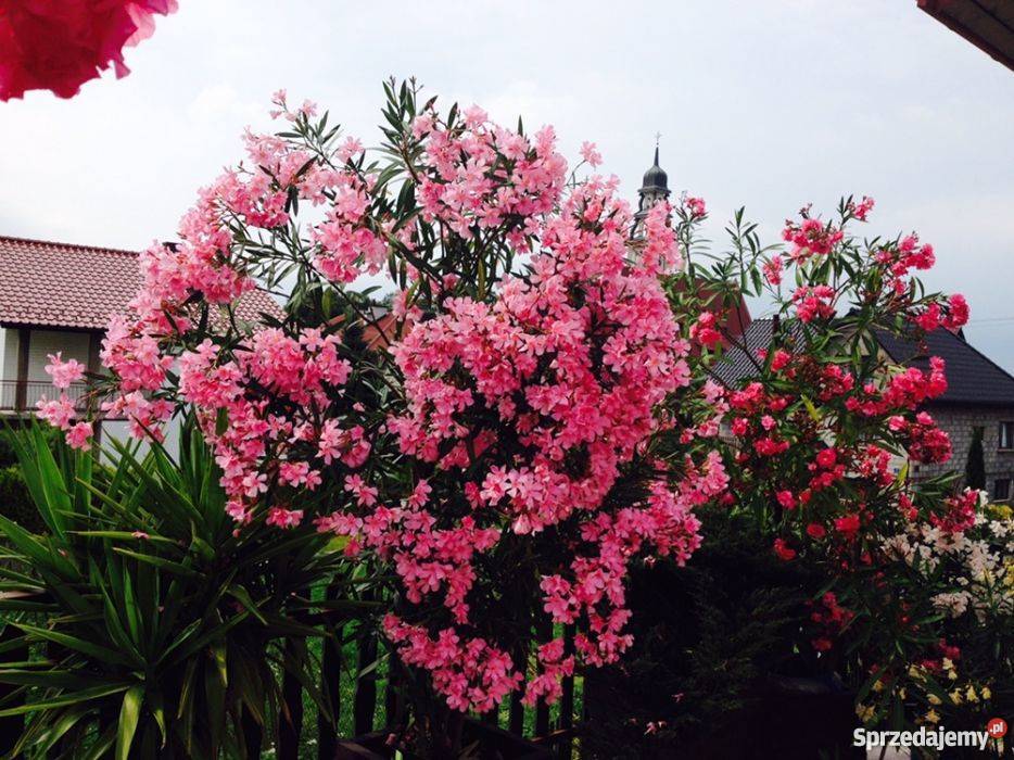 Gałązki oleander do ukorzenienia w wodzie Brzeźnica