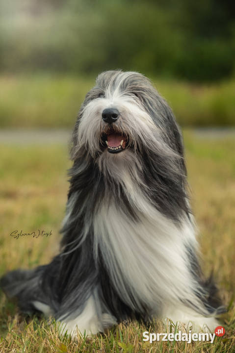 Bearded Collie FCI szczenięta Zwierzęta Kalisz