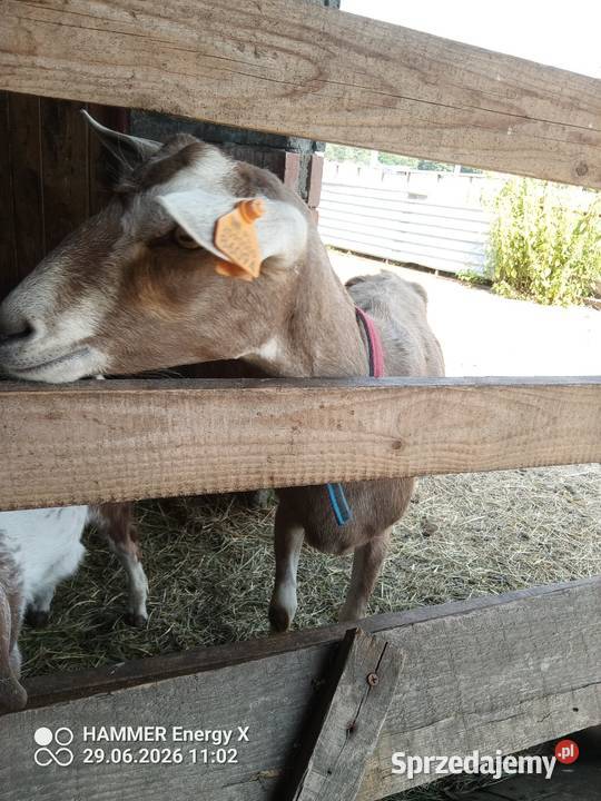 Koza z mlekiem i małą kuzką
