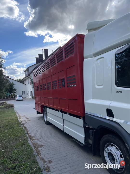 DAF CF 370 do żywca zwierząt świętokrzyskie