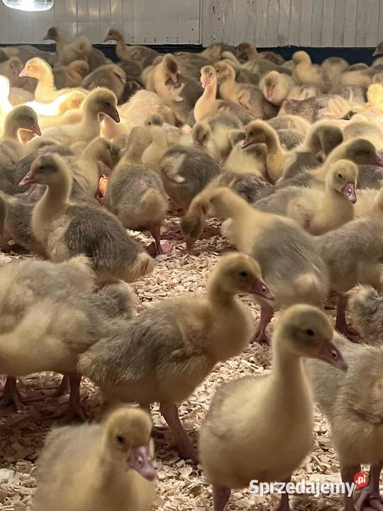 Gęsi kołudzkie Lisia Góra sprzedam