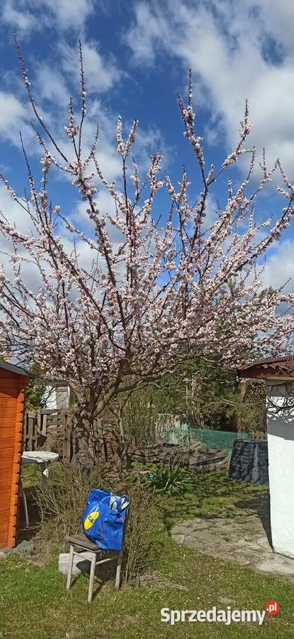 Piękna działka ROD Janikowo