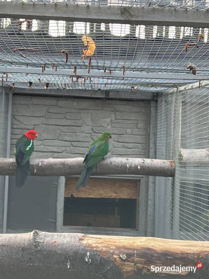 Szkarłatki królewskie para Wieruszów