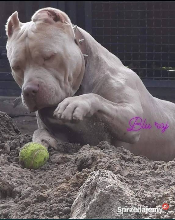 Facebook Blu raj hodowla Amstaff Instagram Dęblin sprzedam