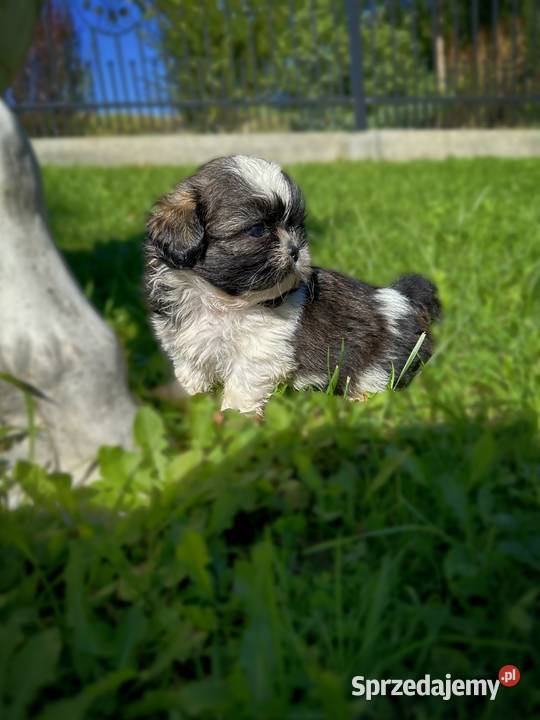 Pieski i Suczki z Rodowodem małopolskie Limanowa