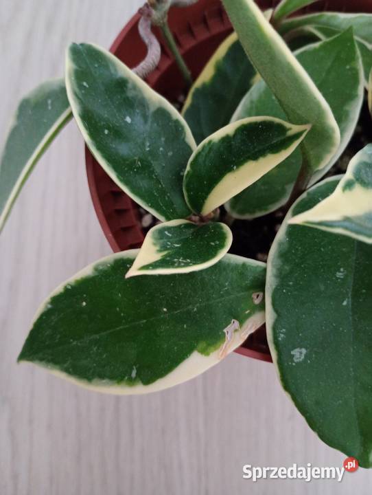 Hoya Carnosa Krimson Queen Częstochowa sprzedam