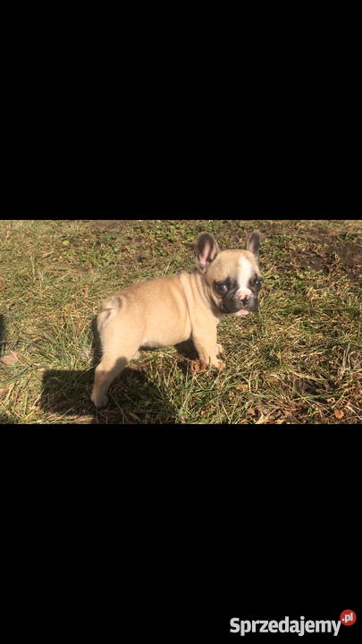 Buldog Francuski Wrocław sprzedam